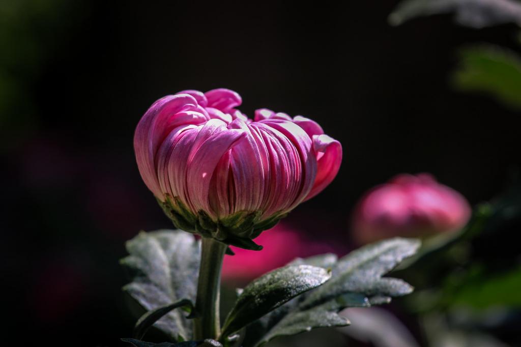 九月初九重阳佳节唯美菊花微距摄影