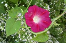 观赏植物牵牛花