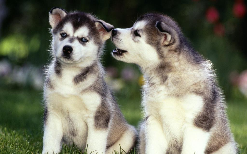 萌宠小狗汪星人