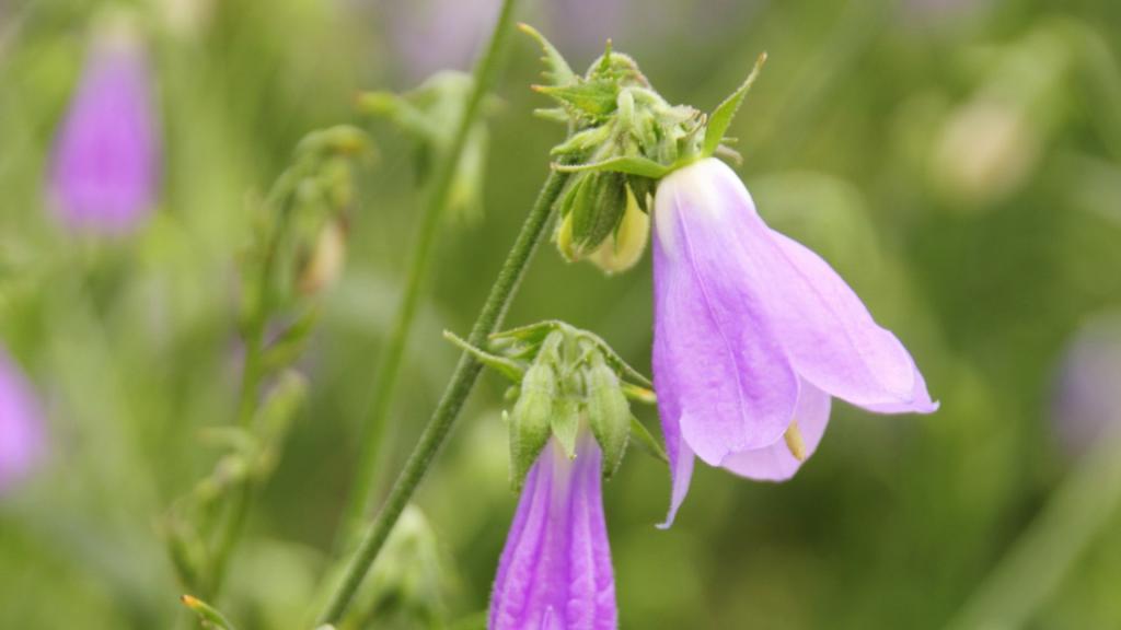 各色各样的娇花