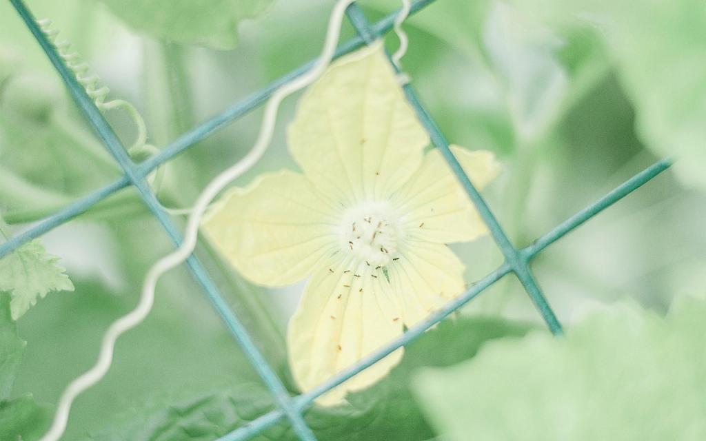 护眼的小清新背景