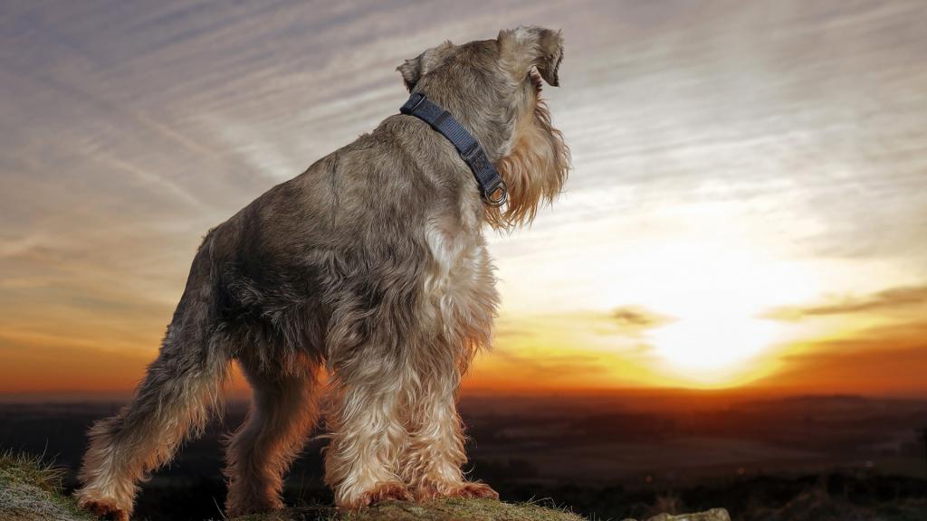 雪纳瑞可爱写真