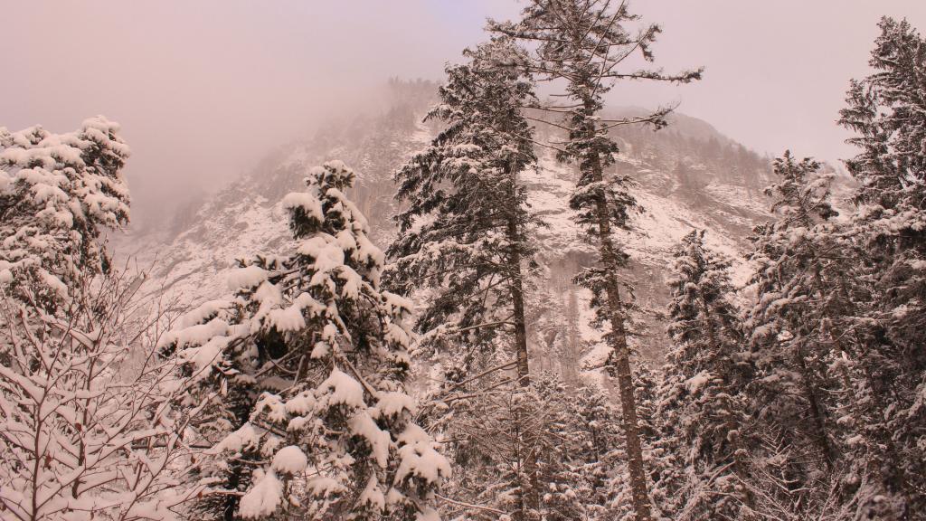 冬天来了，怎么能少了雪松