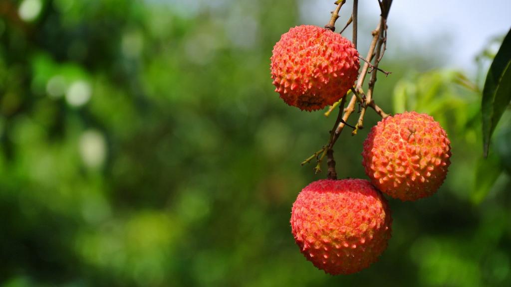 树上的荔枝图片