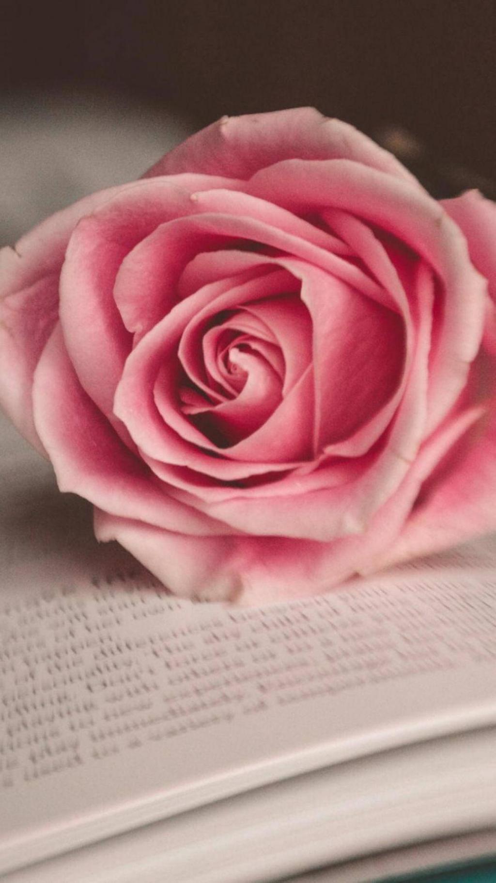 爱情浪漫红玫瑰花