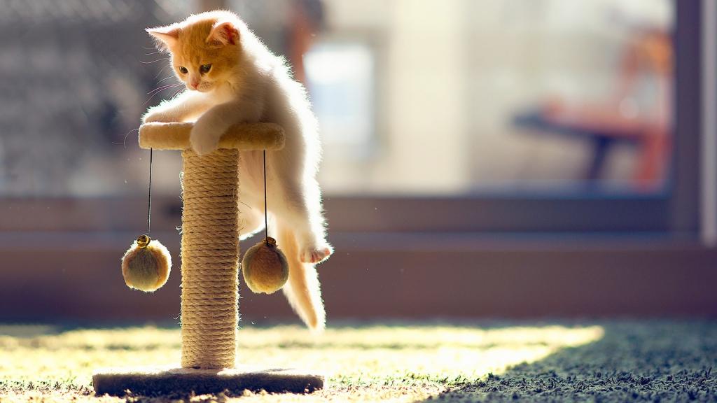 萌宠喵星人可爱写真