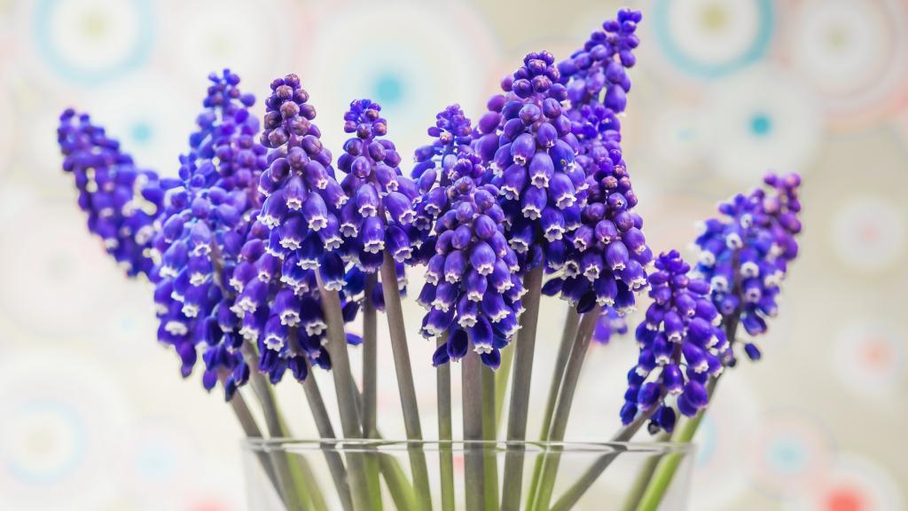 风信子是西洋的水仙花