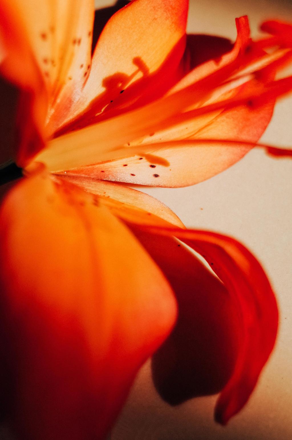 百合唯美光影拍摄