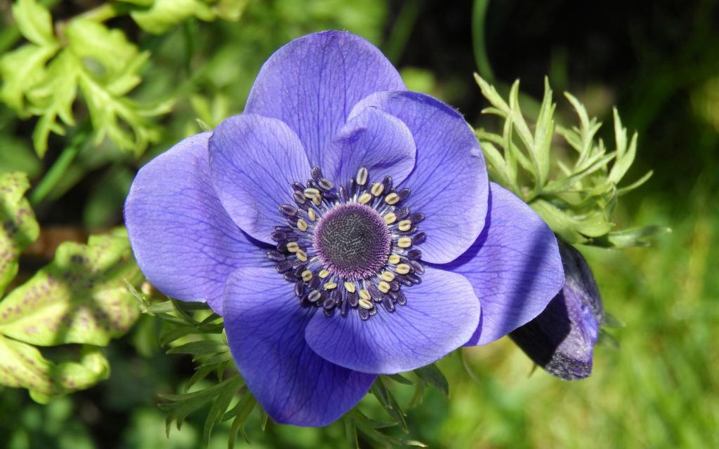 紫色冠状银莲花