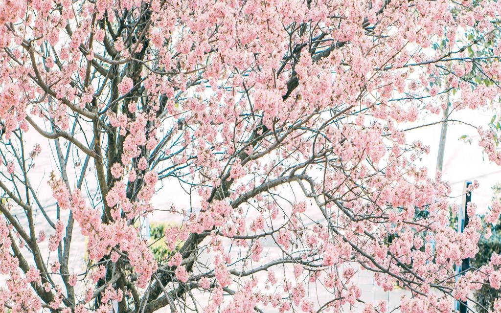 盛开的粉色樱花