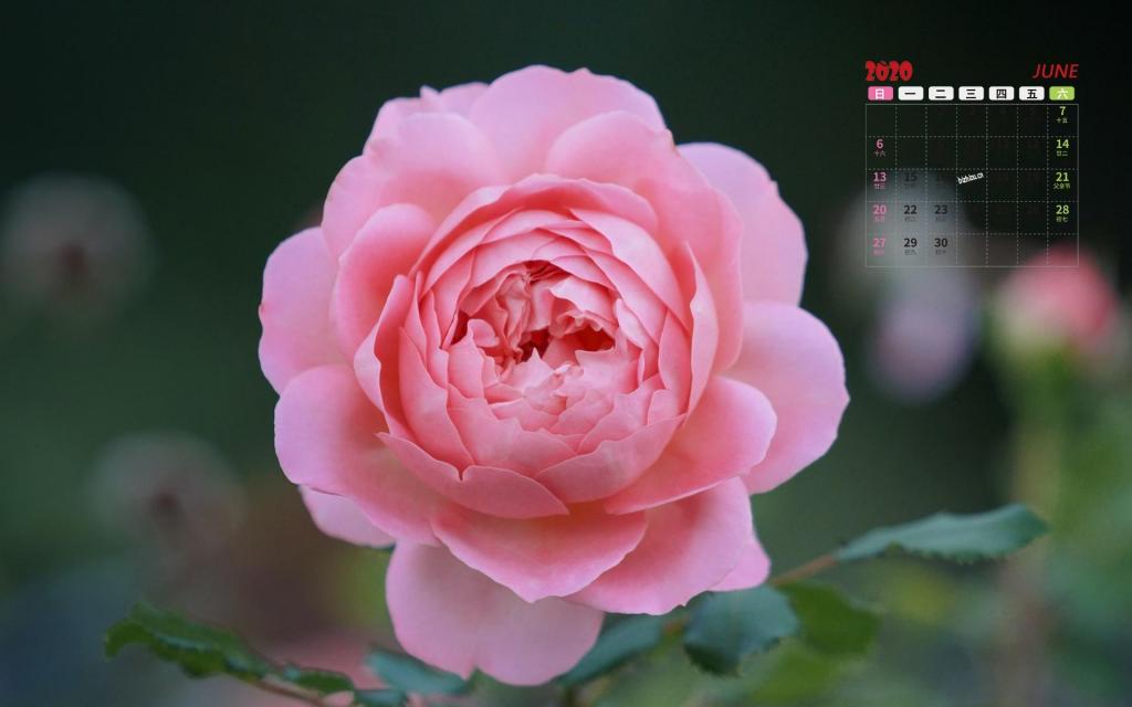 2020年6月摄影下小清新花朵迷人日历写真