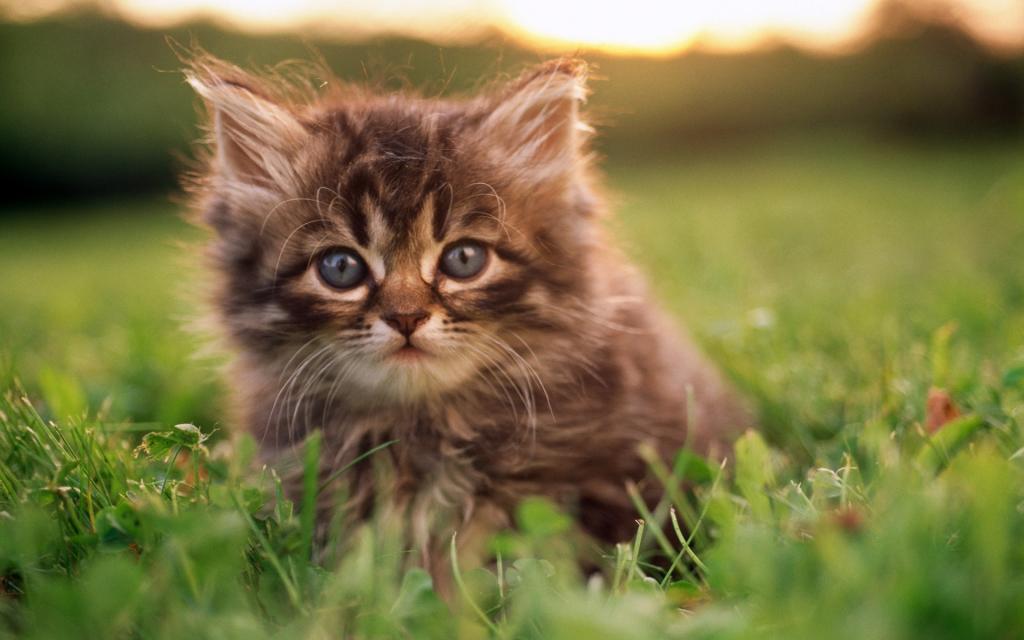 草原猫咪写真