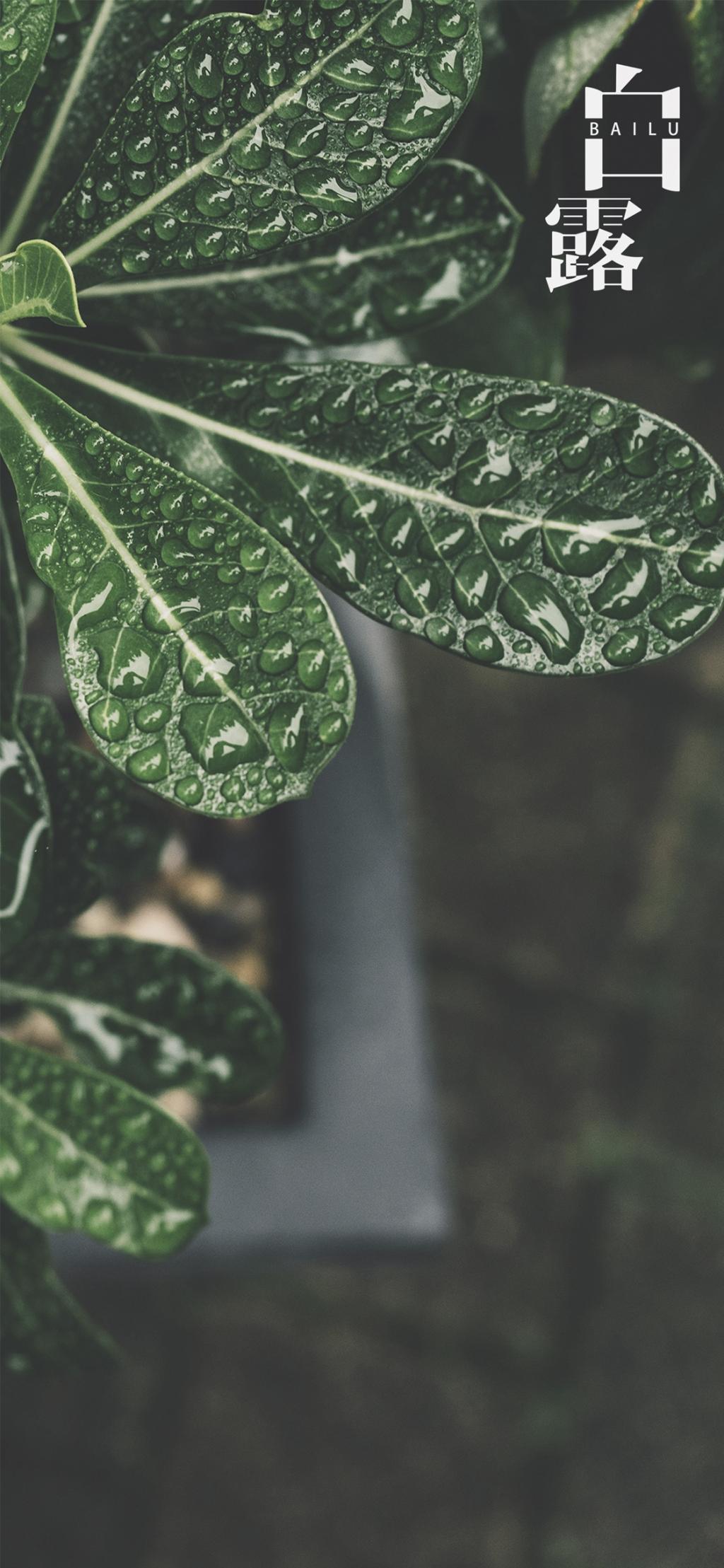 白露，露凝而白也