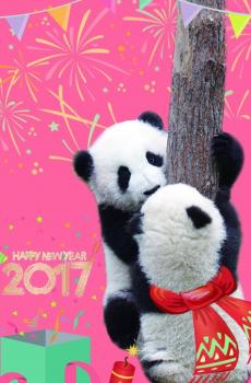 2017年味大熊猫拜年-2