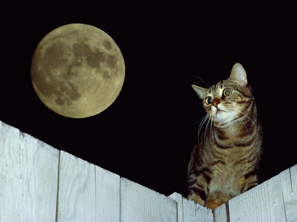 圣诞夜猫咪写真