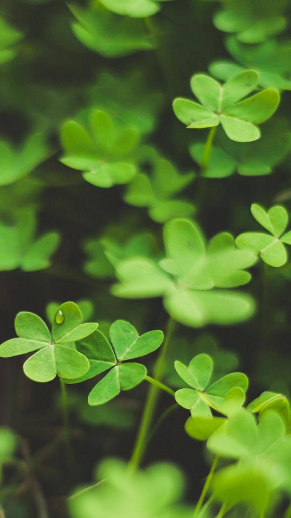 三叶草绿色护眼植物锁屏