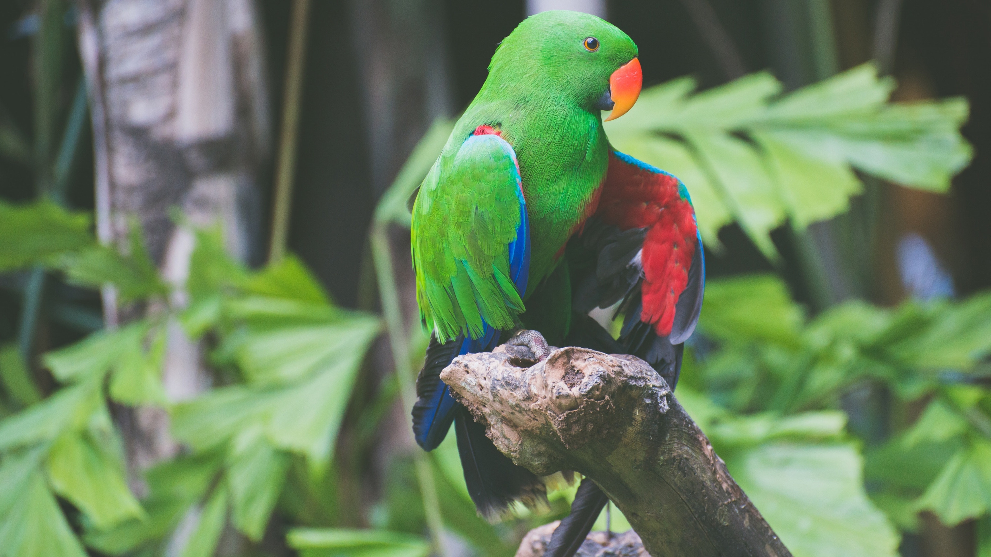 五彩缤纷的鹦鹉