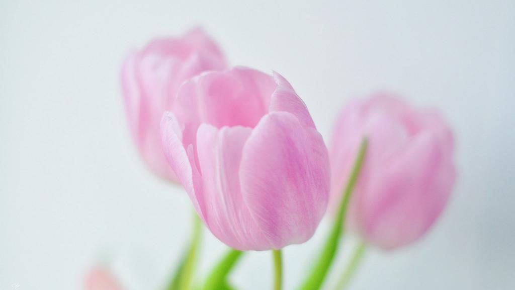 柔美高清的花儿