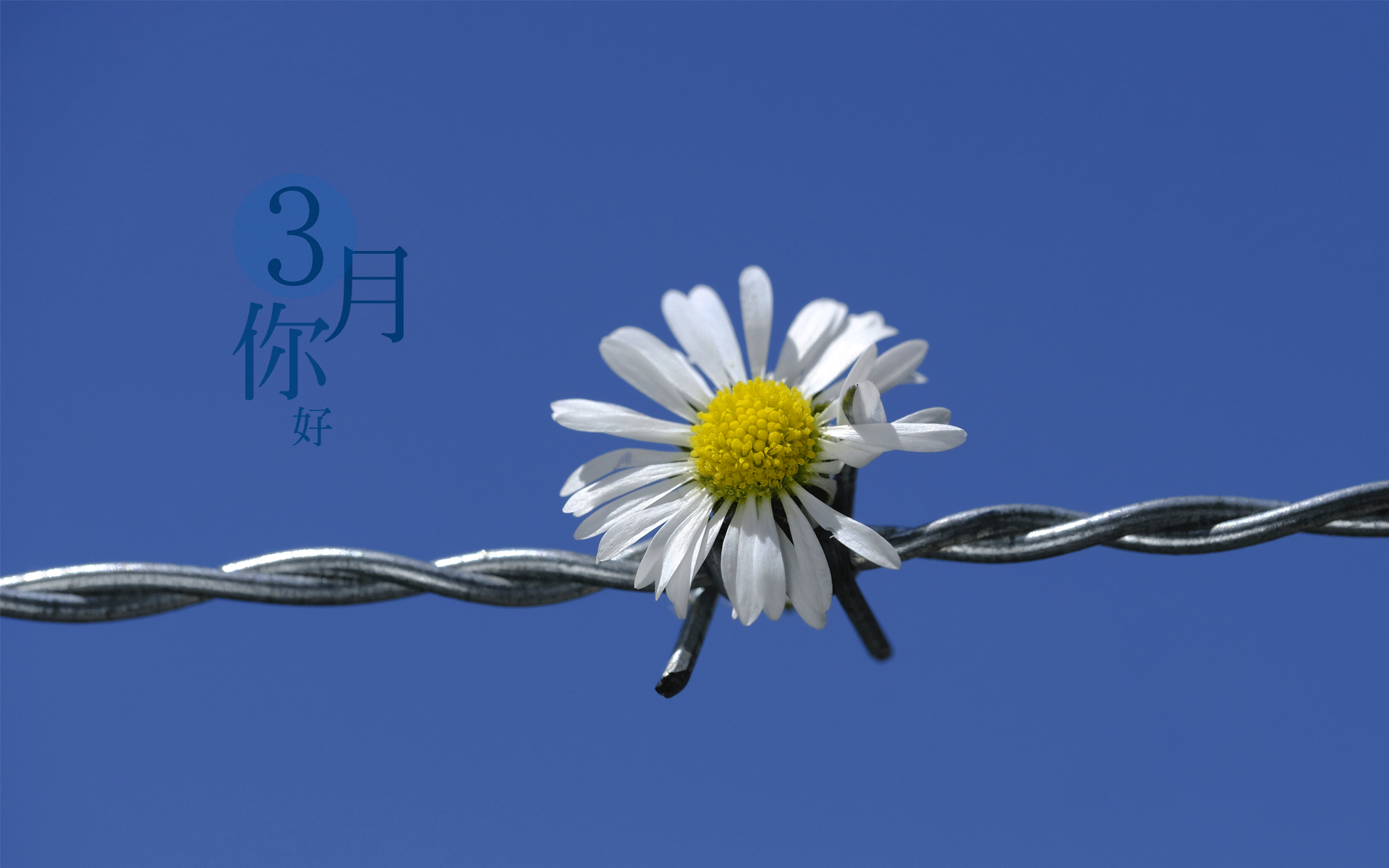 春天来到,三月你好,高清图片,电脑桌面-壁纸族