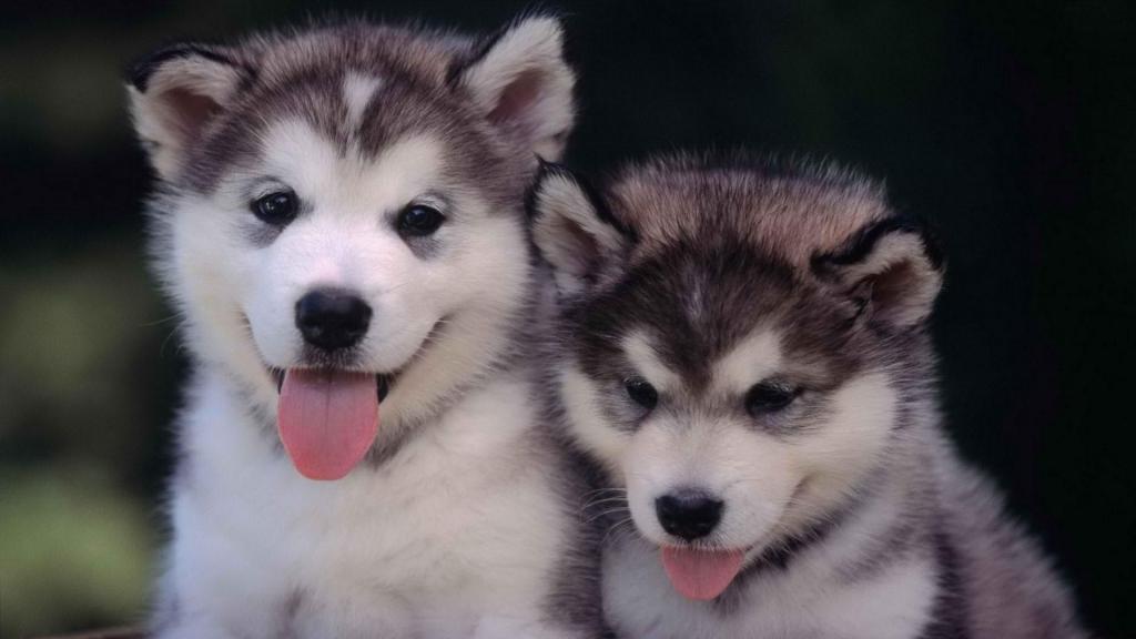 蠢萌哈士奇小狗