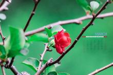 2019年3月春天里争艳的花儿日历