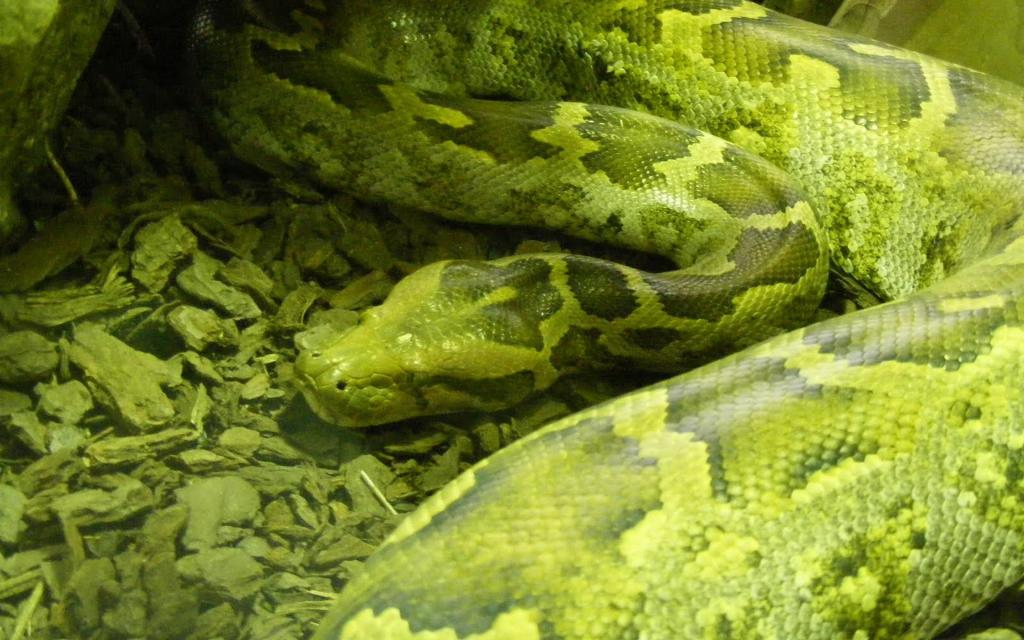 青色蛇高清特写