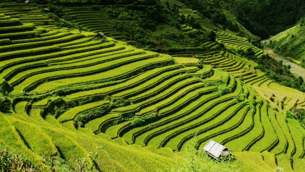 层层叠叠的绿色梯田