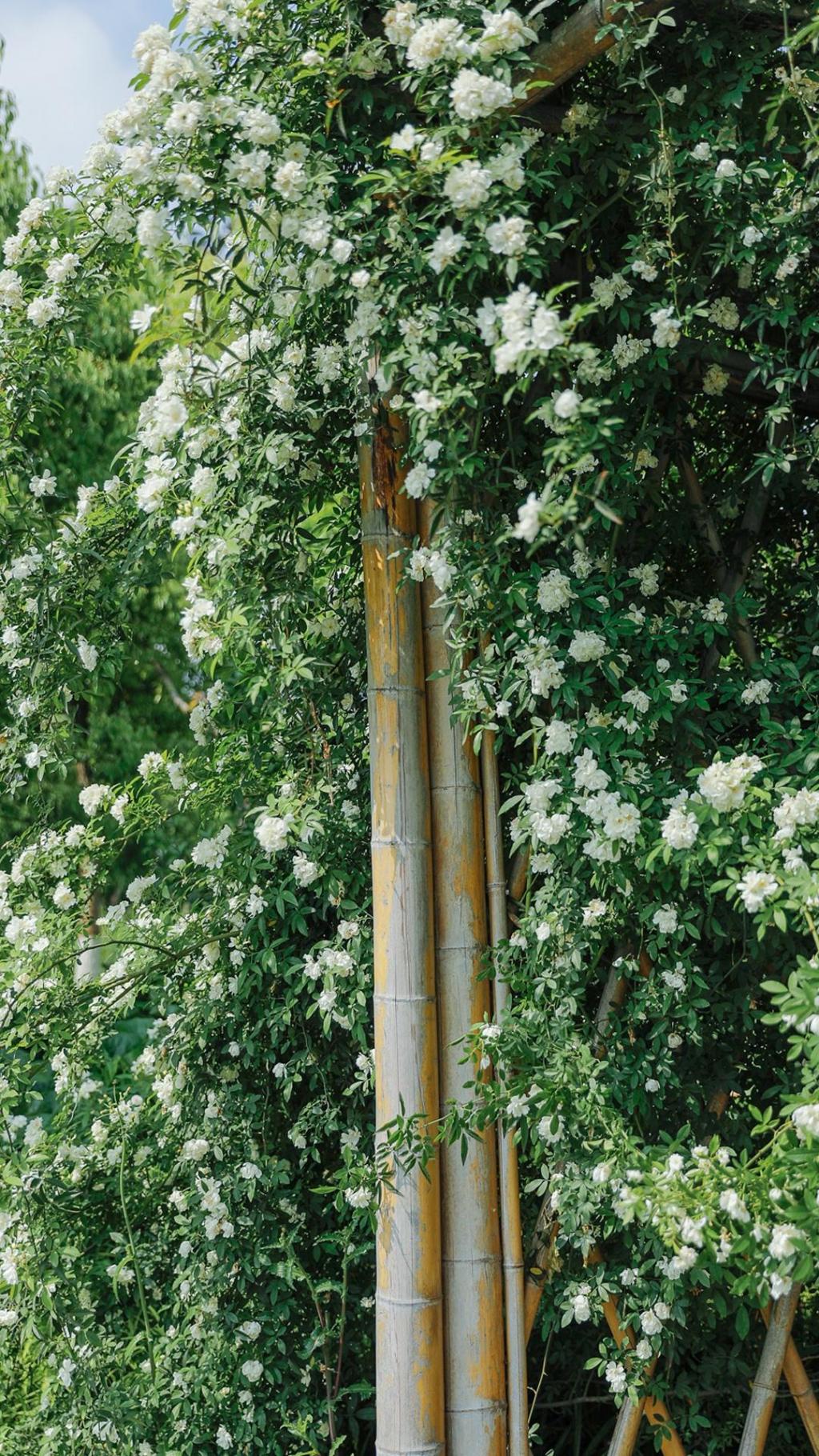 淡雅木香花小清新护眼写真
