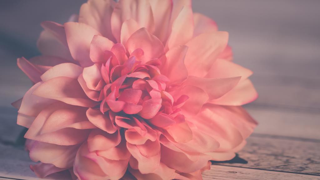 浪漫粉色情人花