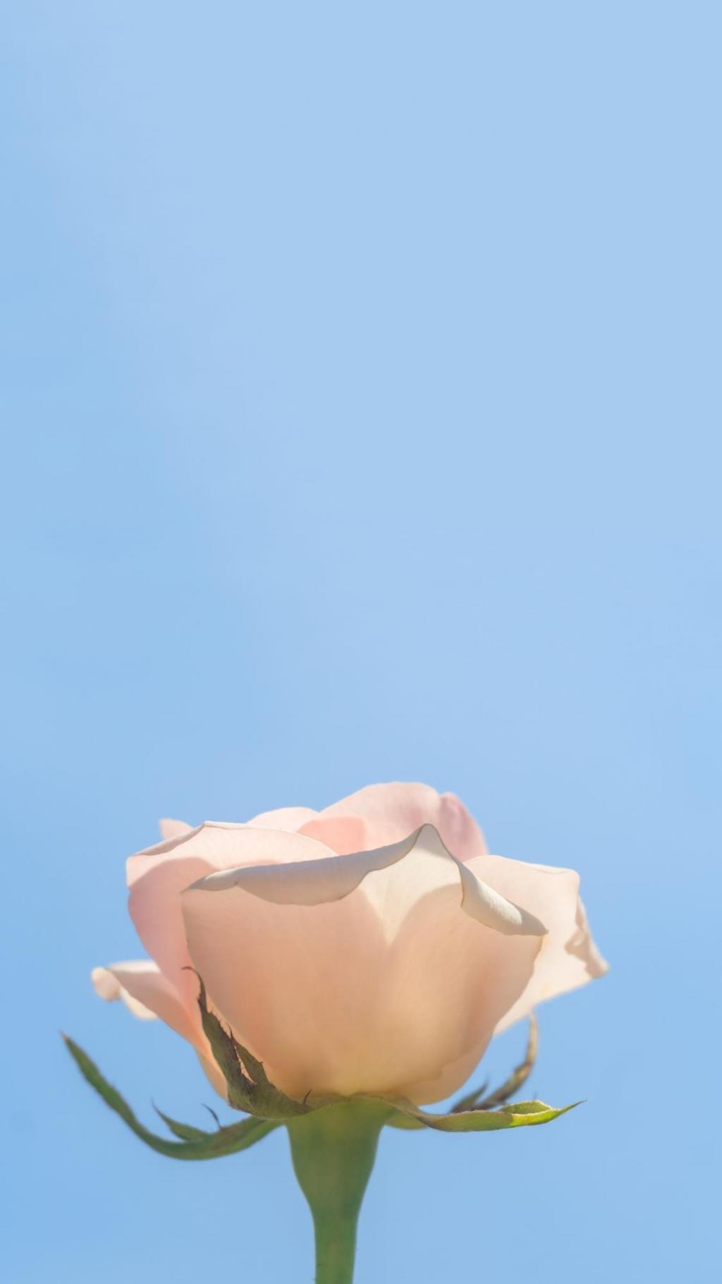 清新淡雅浪漫月季花