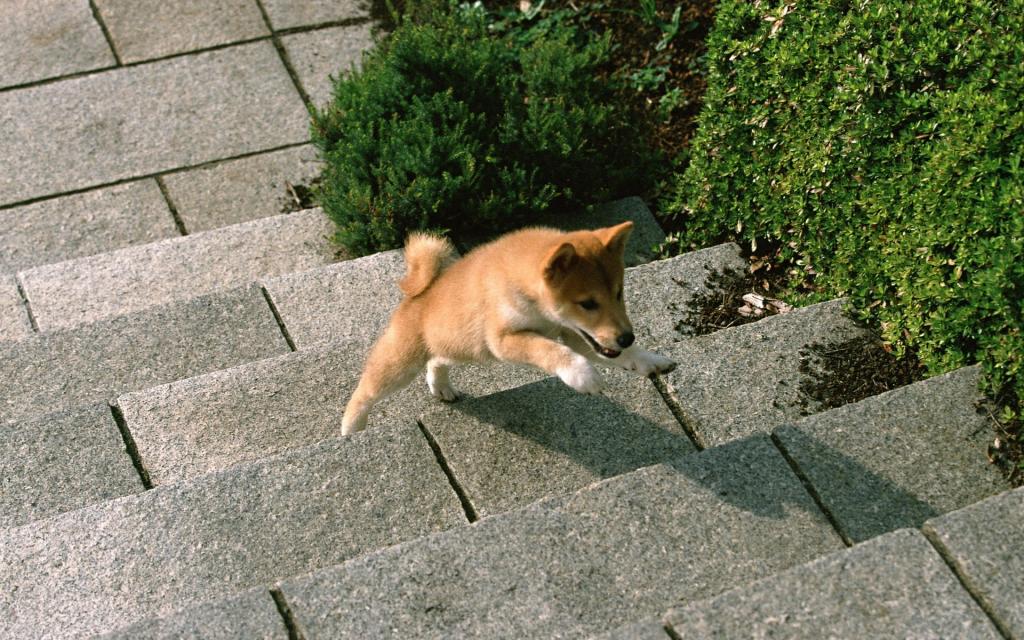 宠物小狗草地玩耍