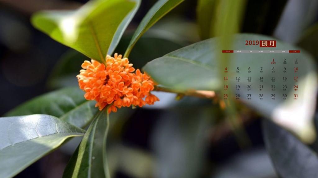 2019年8月惹人喜爱的桂花日历