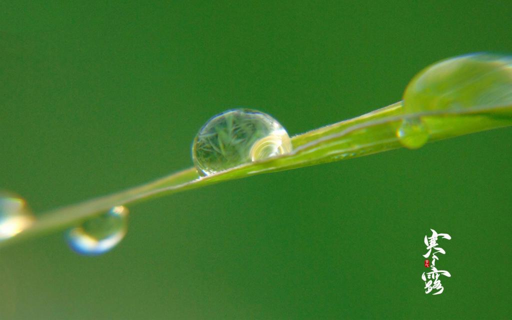 中国传统节气之寒露