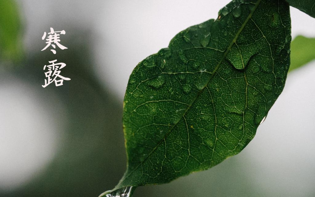 寒露时节的到来