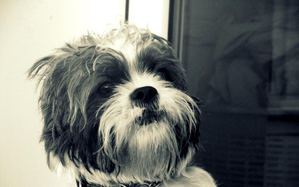 西施狗是起源于中国西藏的古老狗种