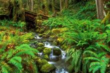 树木植物秋枫落叶