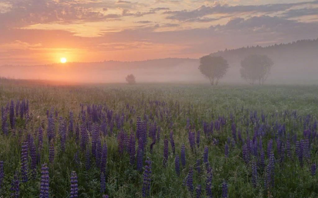 小清新鲁冰花唯美花语