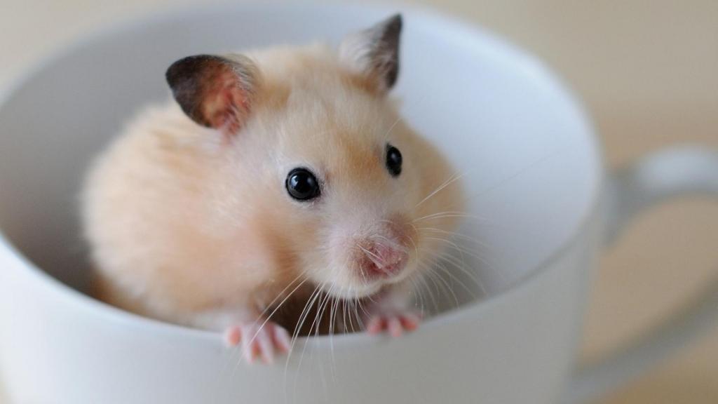 淘气可爱的小仓鼠