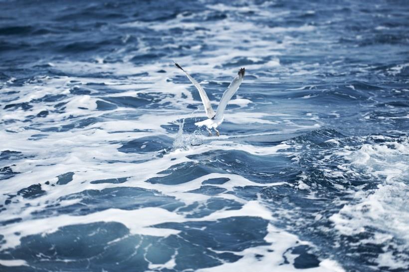 一只飞翔的海鸥