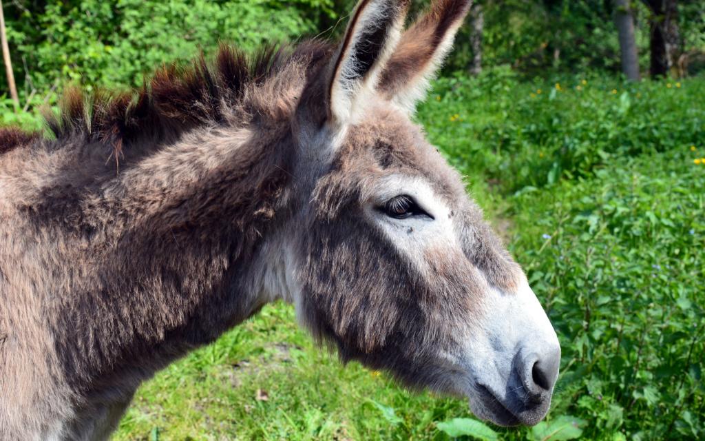可爱的小驴,高清图片,电脑桌面-壁纸族