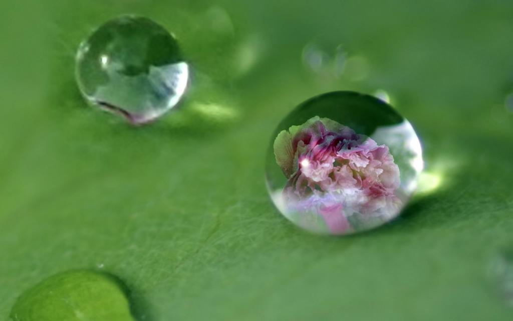 绿叶上的透亮的小水珠