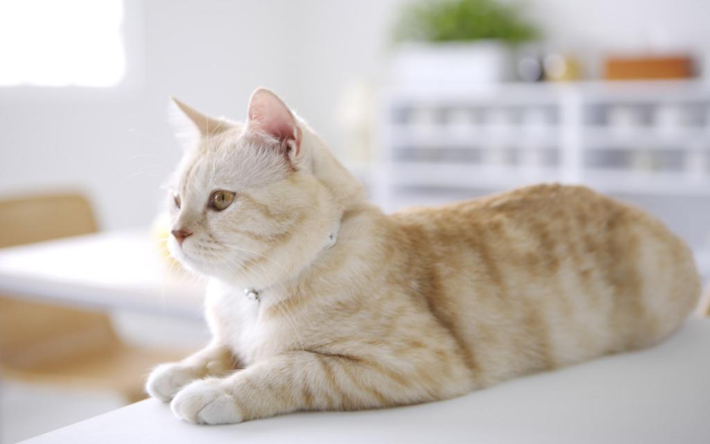 可爱的美国短毛猫写真
