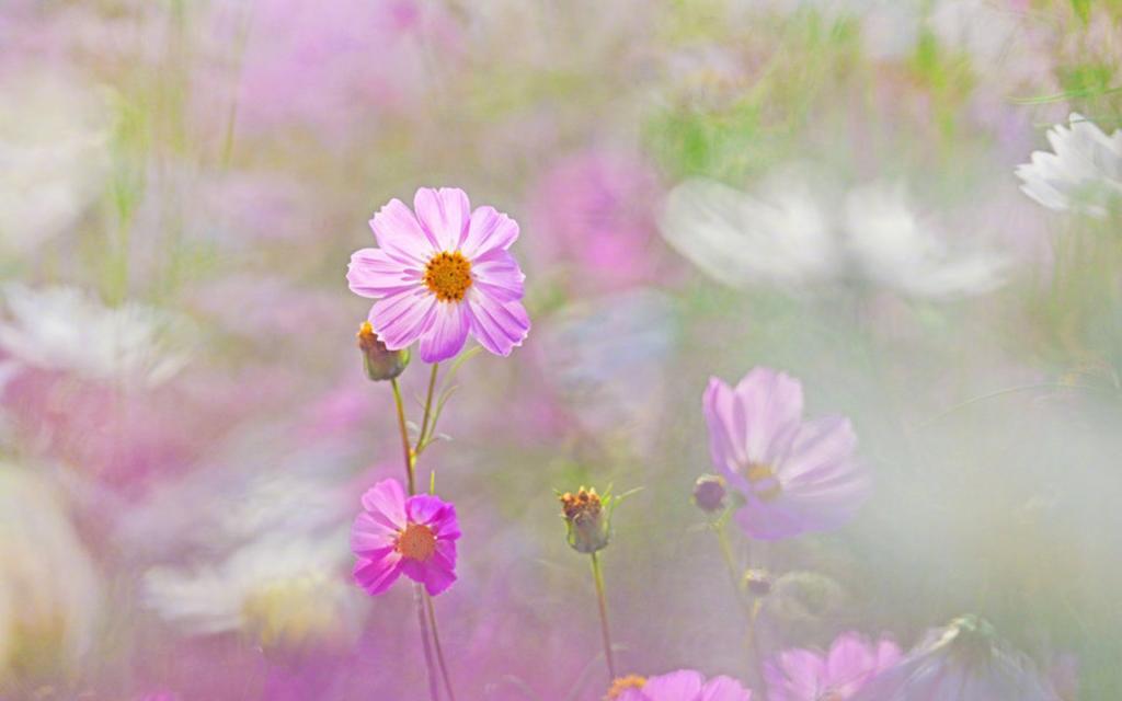 小清新植物花卉摄影