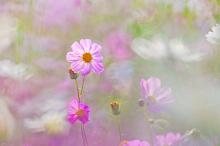 小清新植物花卉摄影