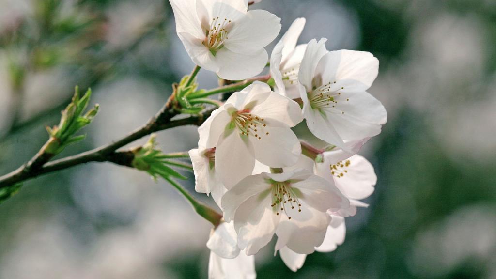 樱花花语(除你之外,别无他爱)