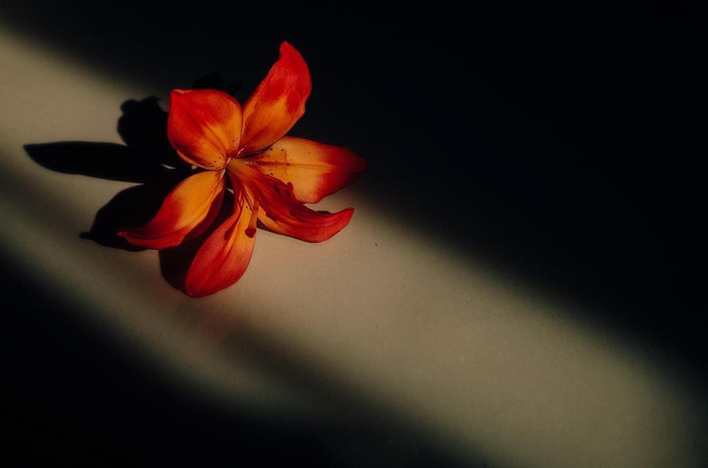 百合唯美光影拍摄