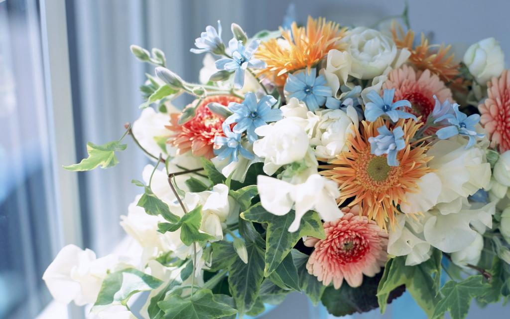 室内野菊花