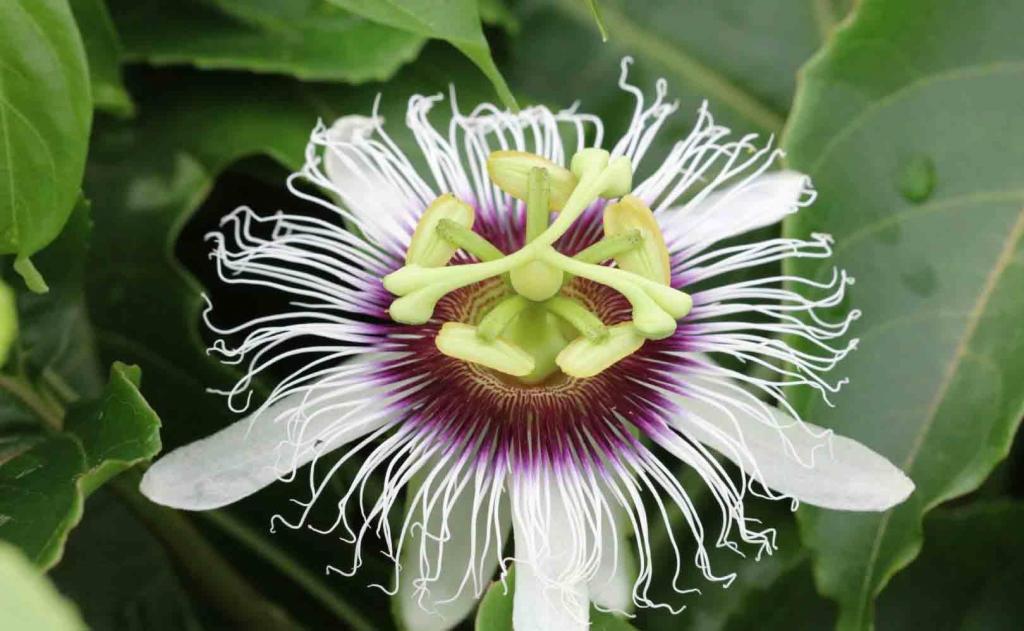 百香果花微距摄影