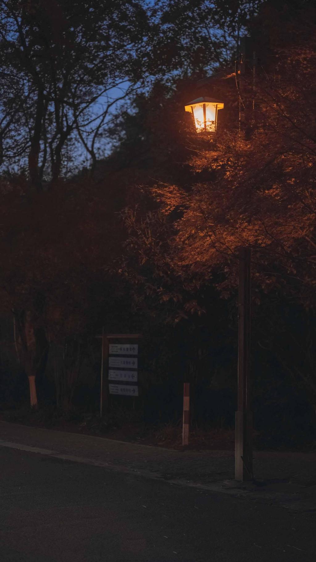 唯美九溪夜枫迷人夜景