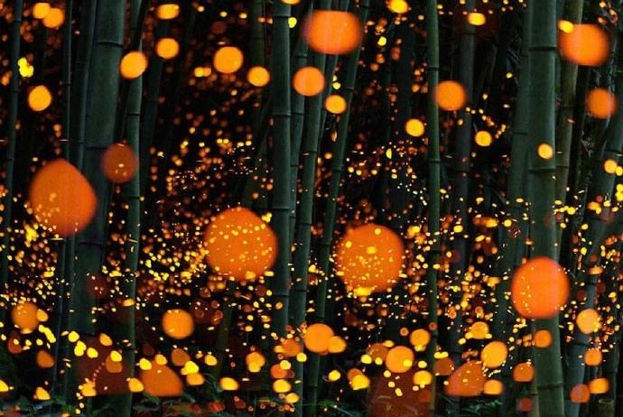 点亮夏夜的萤火虫